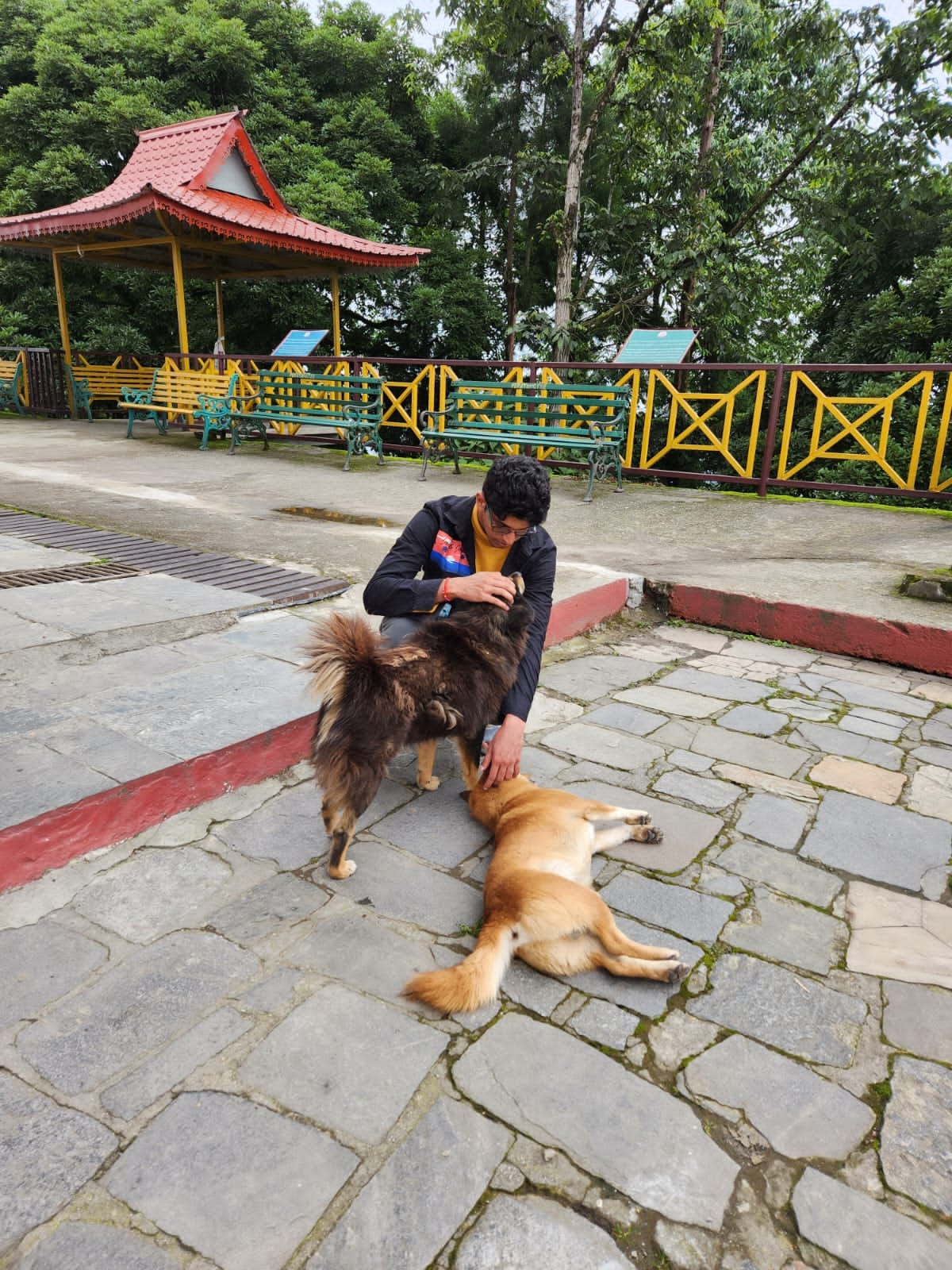 Paavas Goyal image with dogs