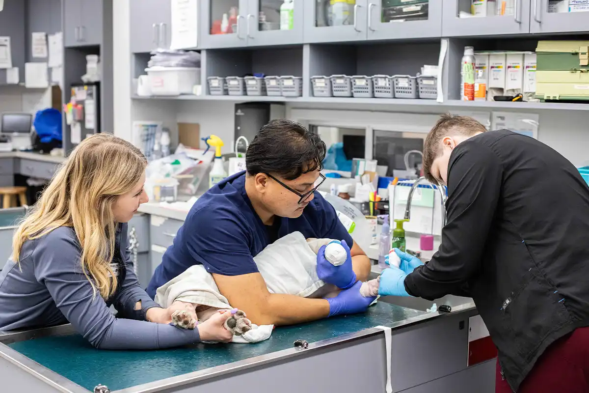 Three veterinary team members working on a dog