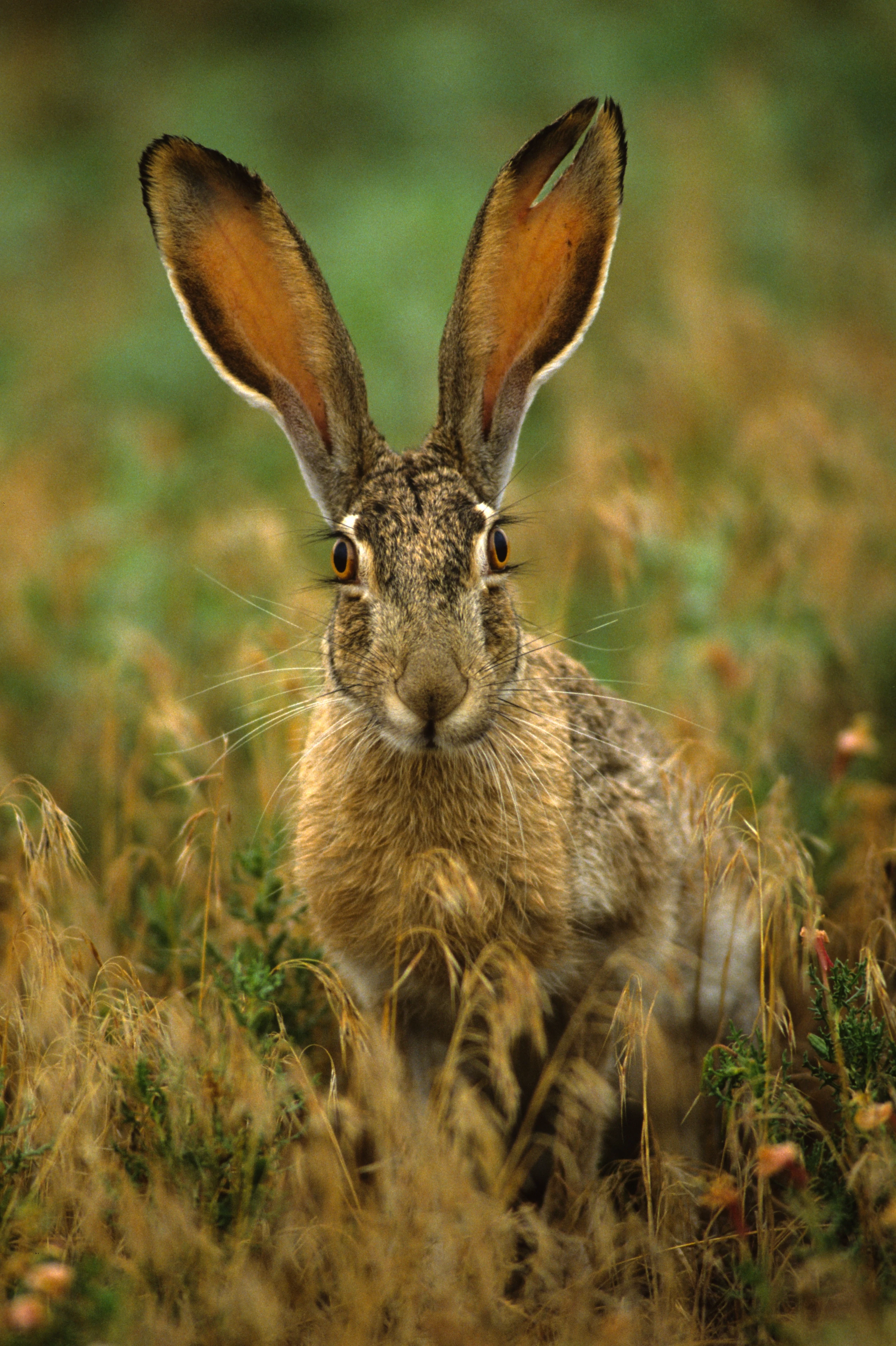 jackrabbit-jackrabbitcounseling