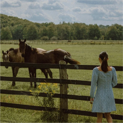 Child on white horse herding sheep in grassy field