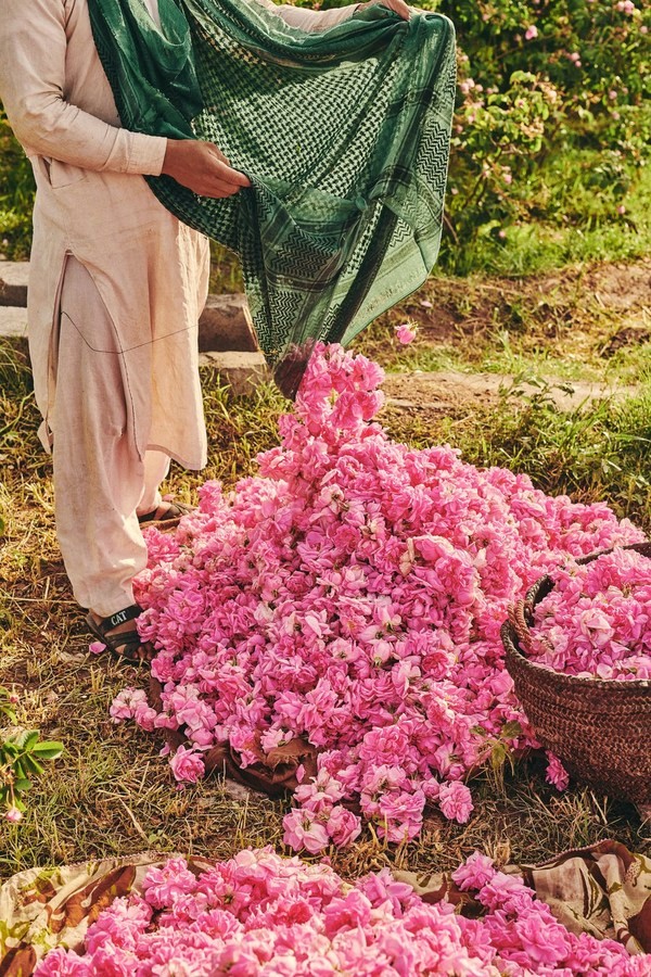 image of a colorful garden
