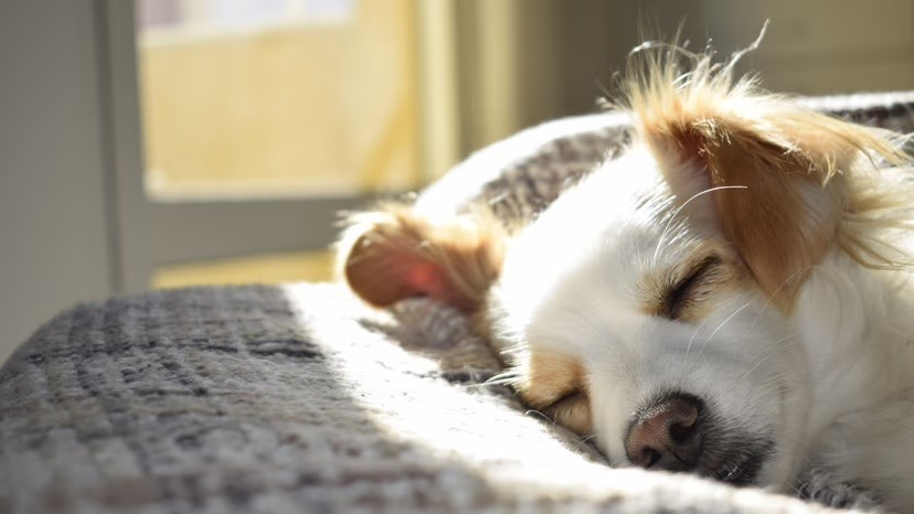 A small white and tan dog sleeps peacefully on a grey blanket in a patch of warm sunlight by a window.