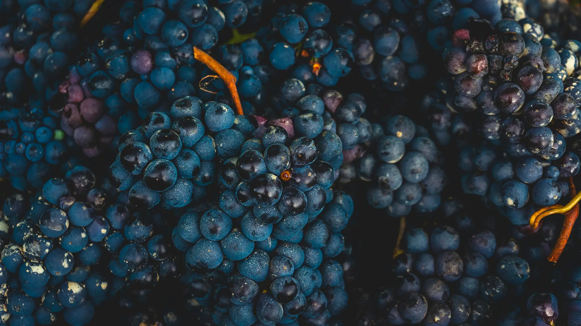 a close up of a bunch of grapes