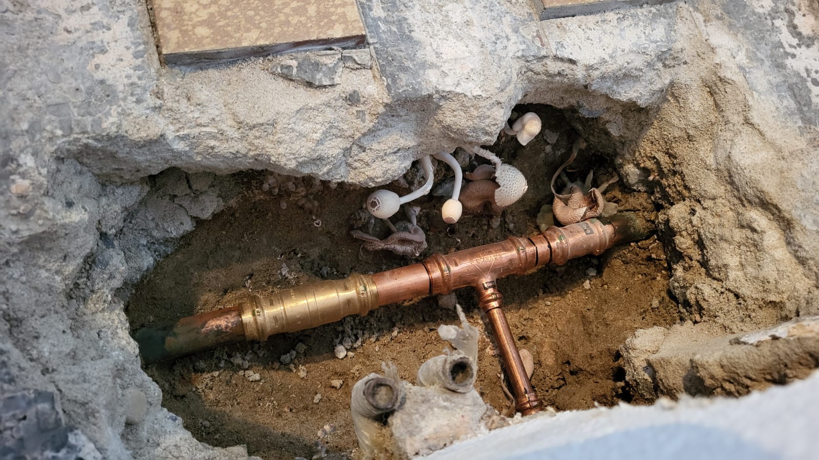 Schimmelsanierung im Raum Peine