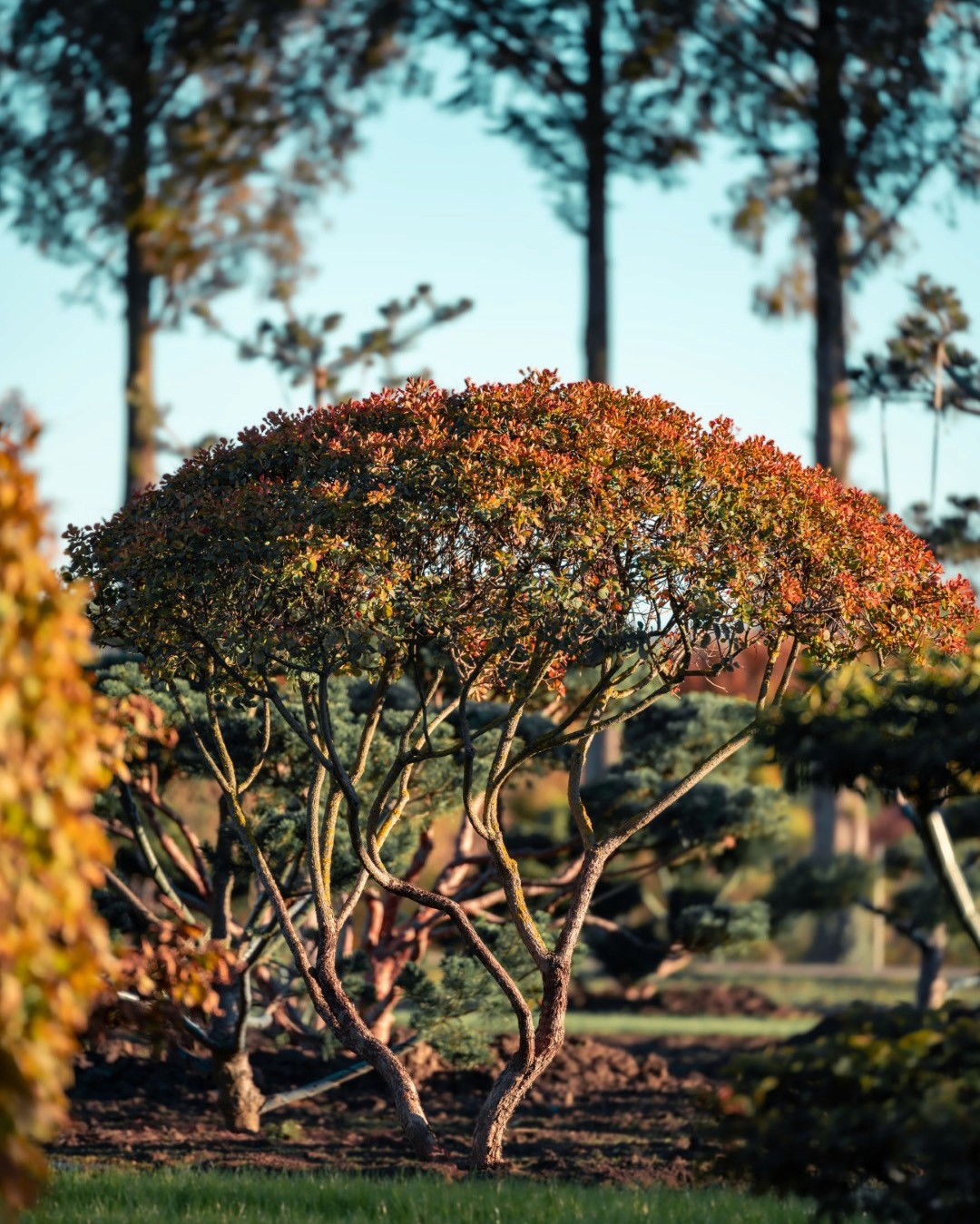 Cotinus coggygria mit mehrstämmigem Wuchs und schirmartig geformter Krone mit rötlich gefärbtem Laub.
