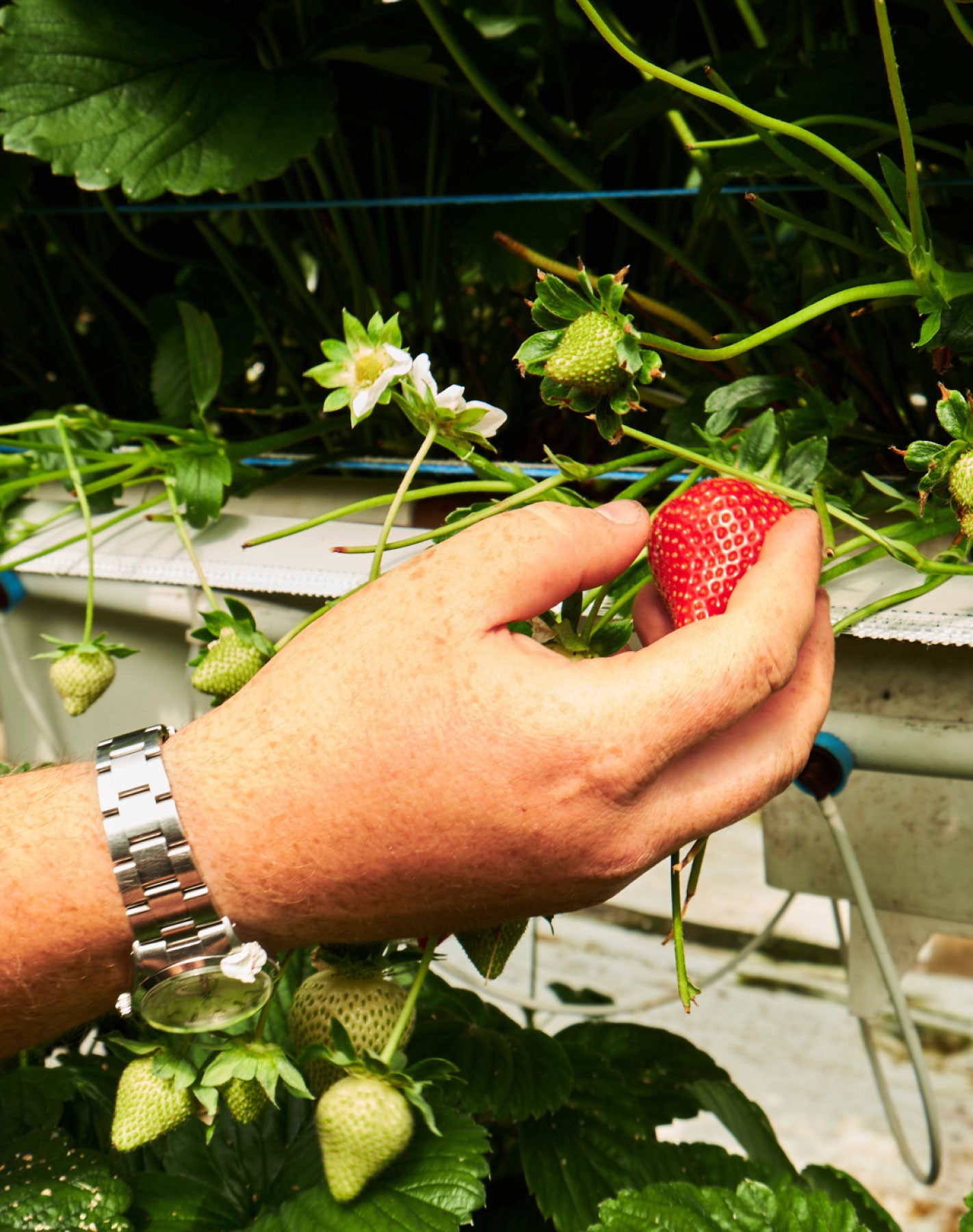 Chef's Farms – GEORGE COSBY STUDIO | Brand Worlds Built At Moments Of Change