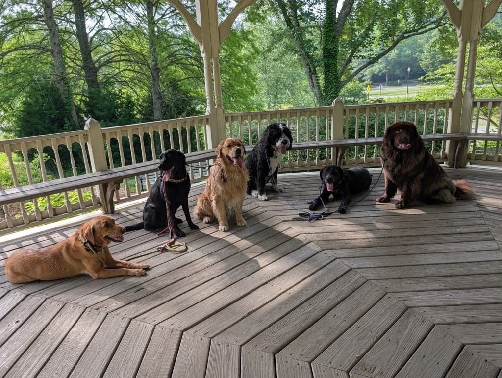 Six senior dogs resting together on a wooden deck during dog walking in Towson, Maryland