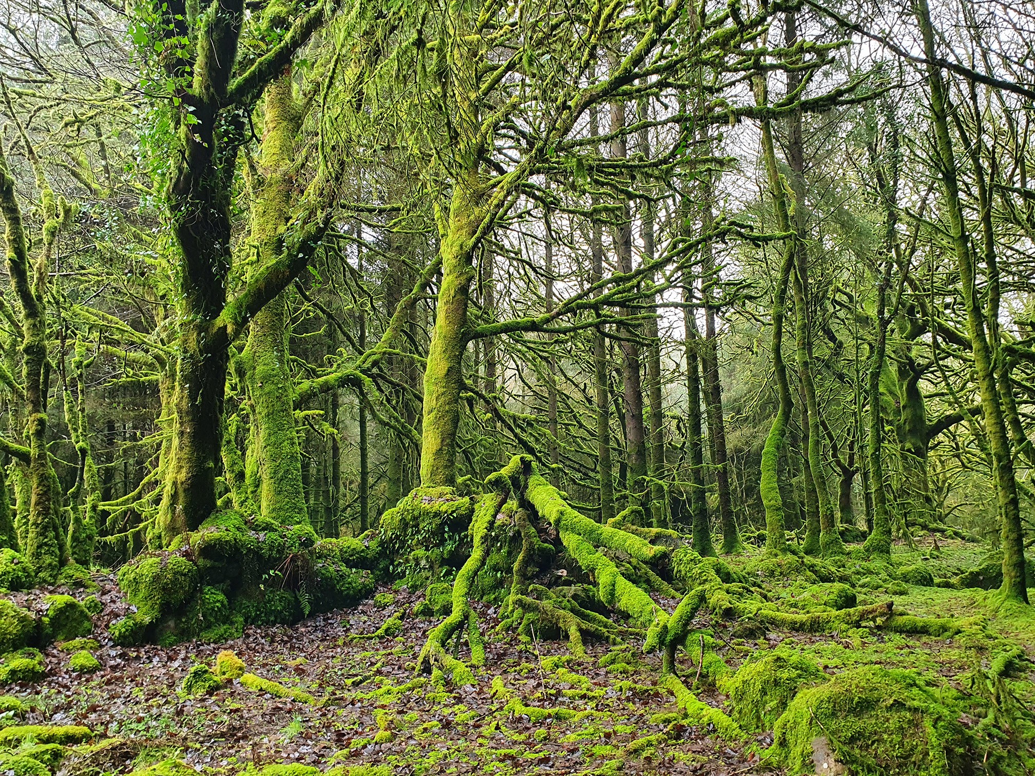 Lush green forest with tall trees covered in moss and thick vegetation on the ground, creating a serene atmosphere.