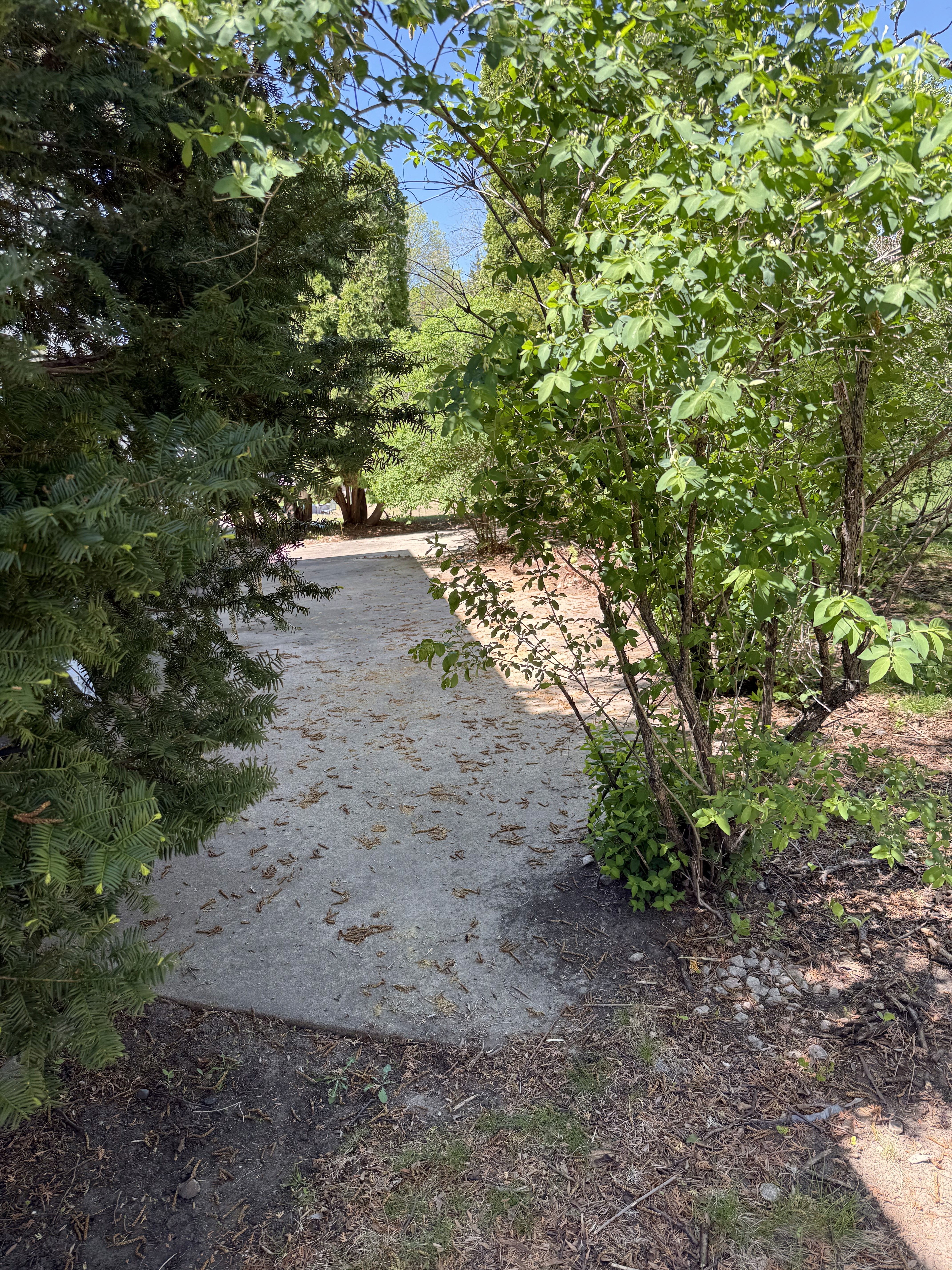 back yard before deck