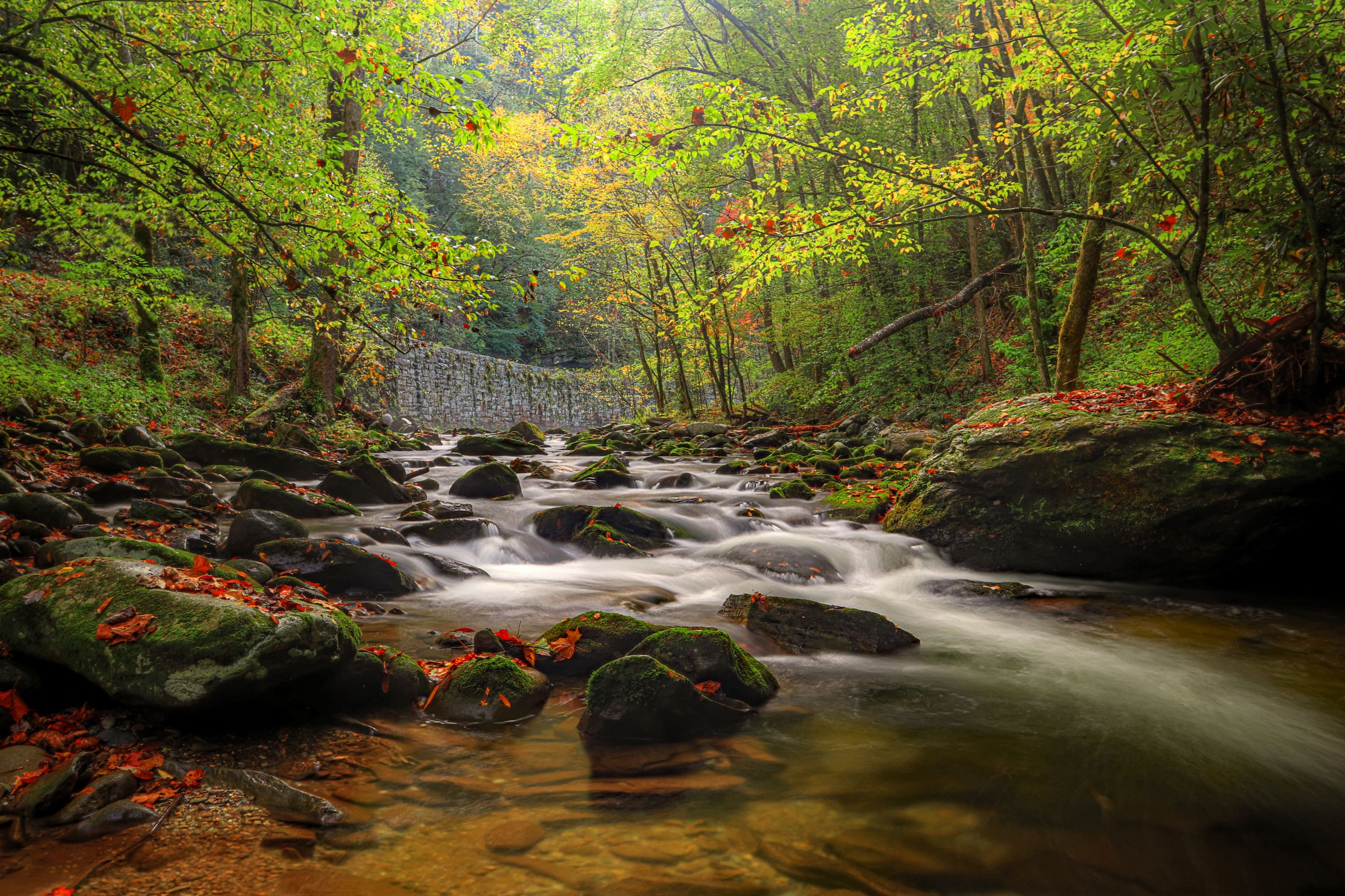 A stream flows over moss-covered rocks through an autumn forest with a stone dam in the background at Great Smoky Mountains National Park.