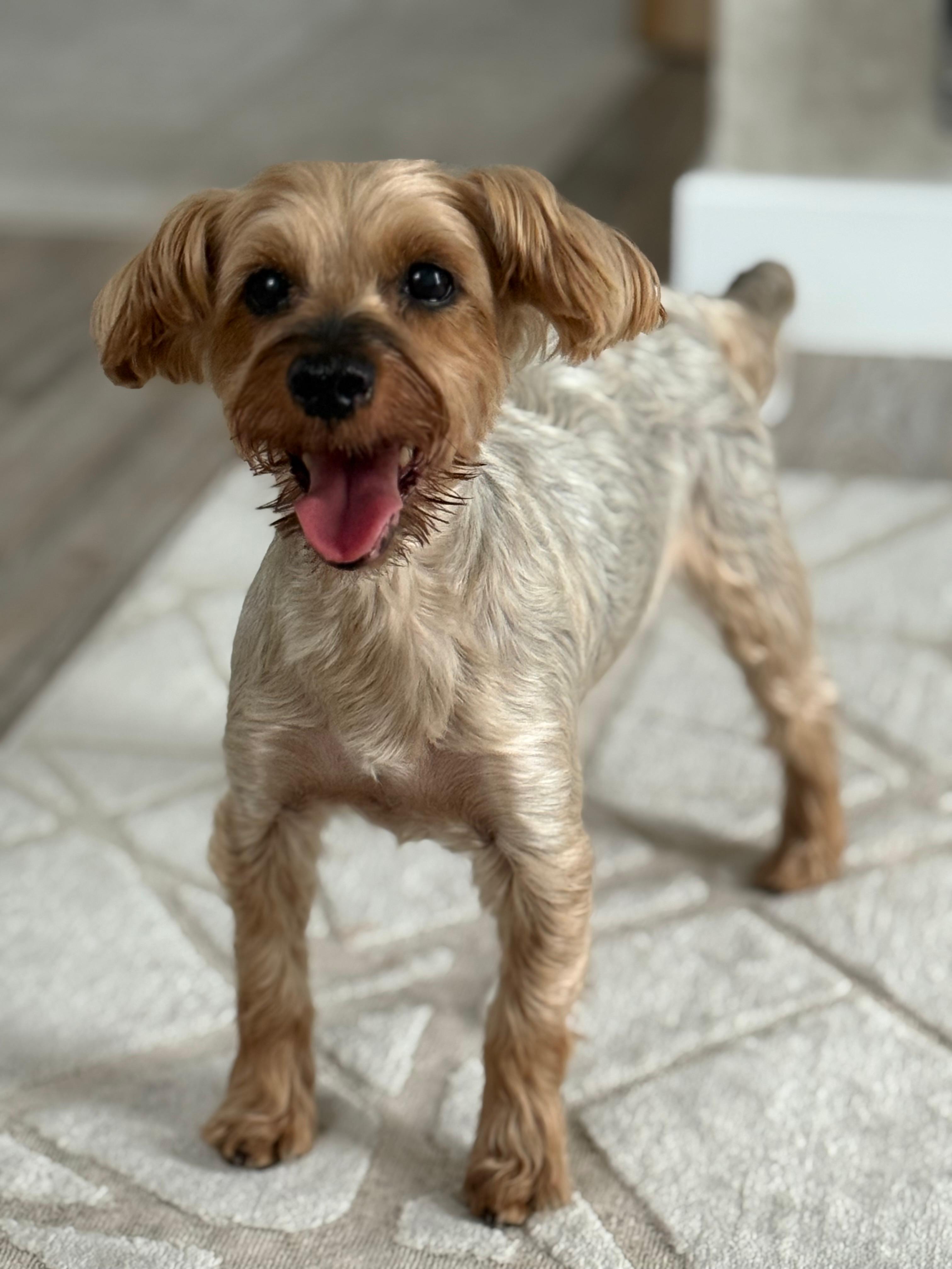 A small, cheerful dog with a tan, fluffy coat stands on a patterned carpet, looking directly at the camera with its mouth open and tongue out, exuding a playful and energetic demeanor.