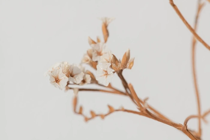 Neutral beautiful flower