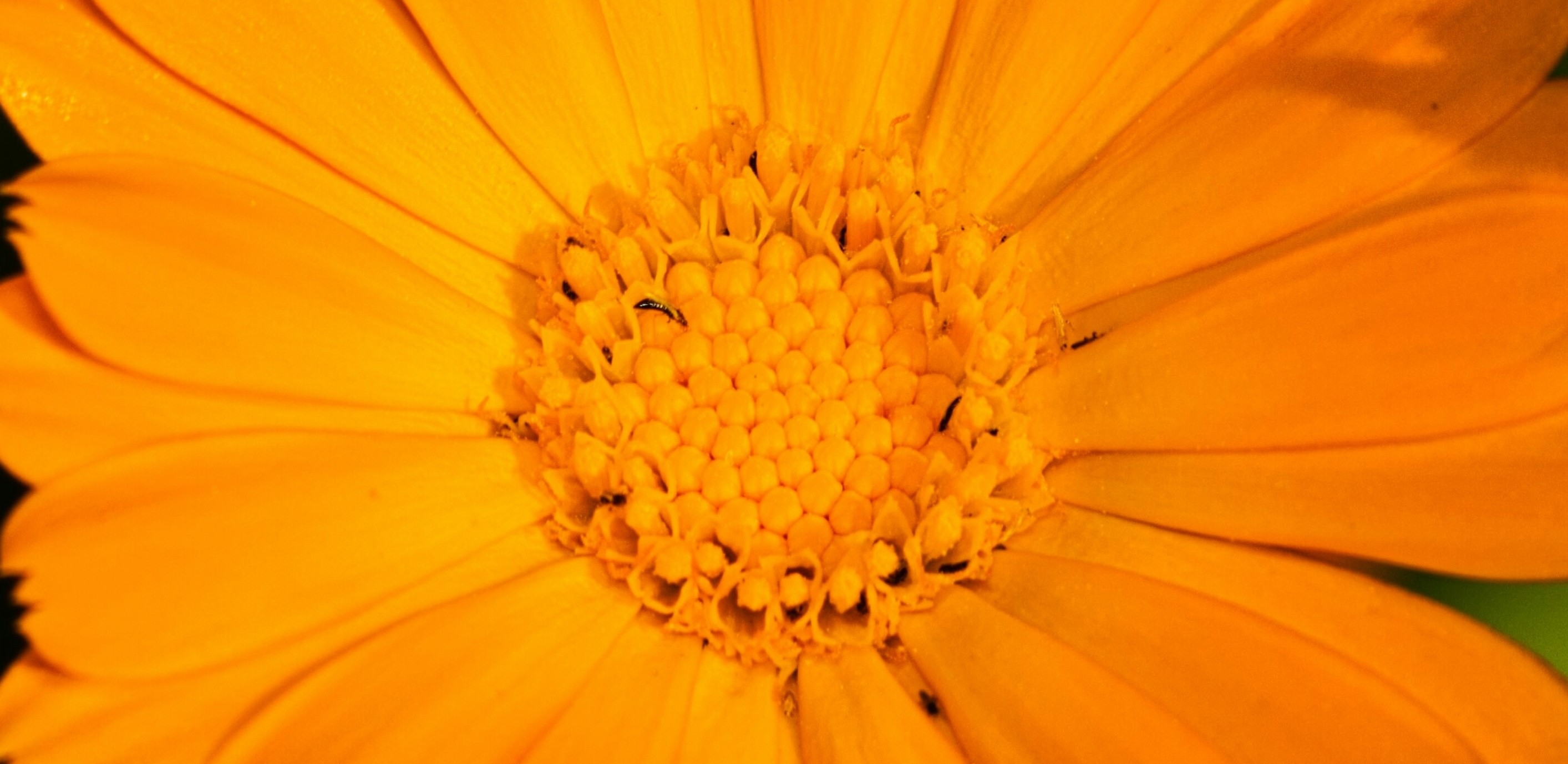 Nahaufnahme der Blüte einer orangen Blume.