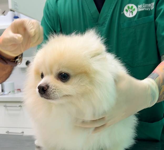 A puppy preparing to receive core vaccinations at Pet Connection Veterinary Clinic.