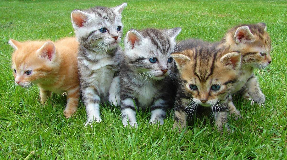 a group of kittens