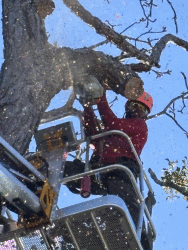 Precision Tree Rigging