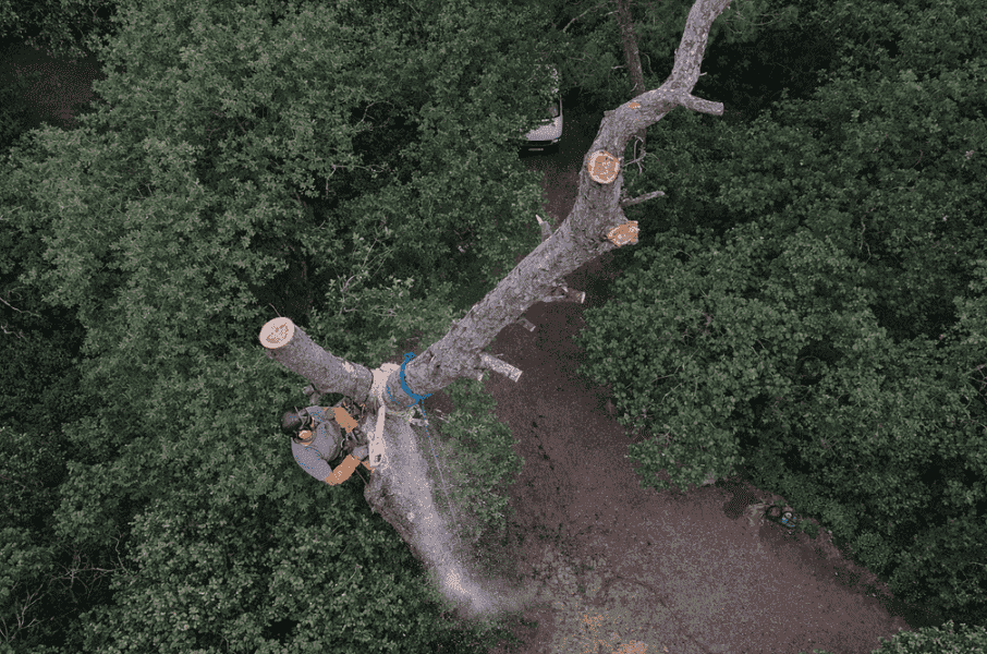 homme dans un arbre pour le couper