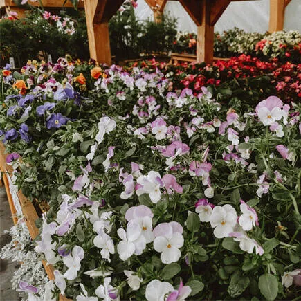Massif de fleurs colorées sous un abri de bois aux Jardins Eastman, ambiance estivale et verdoyante.