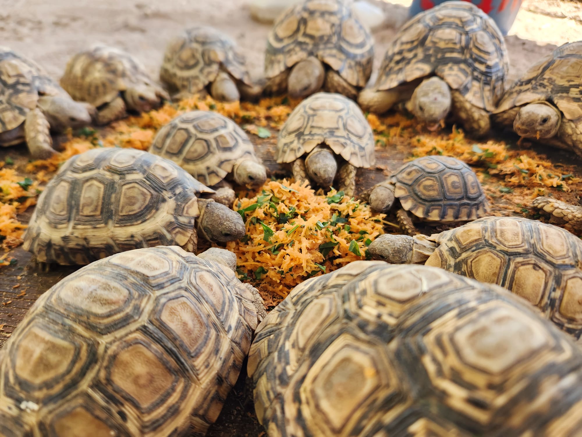 tortoise