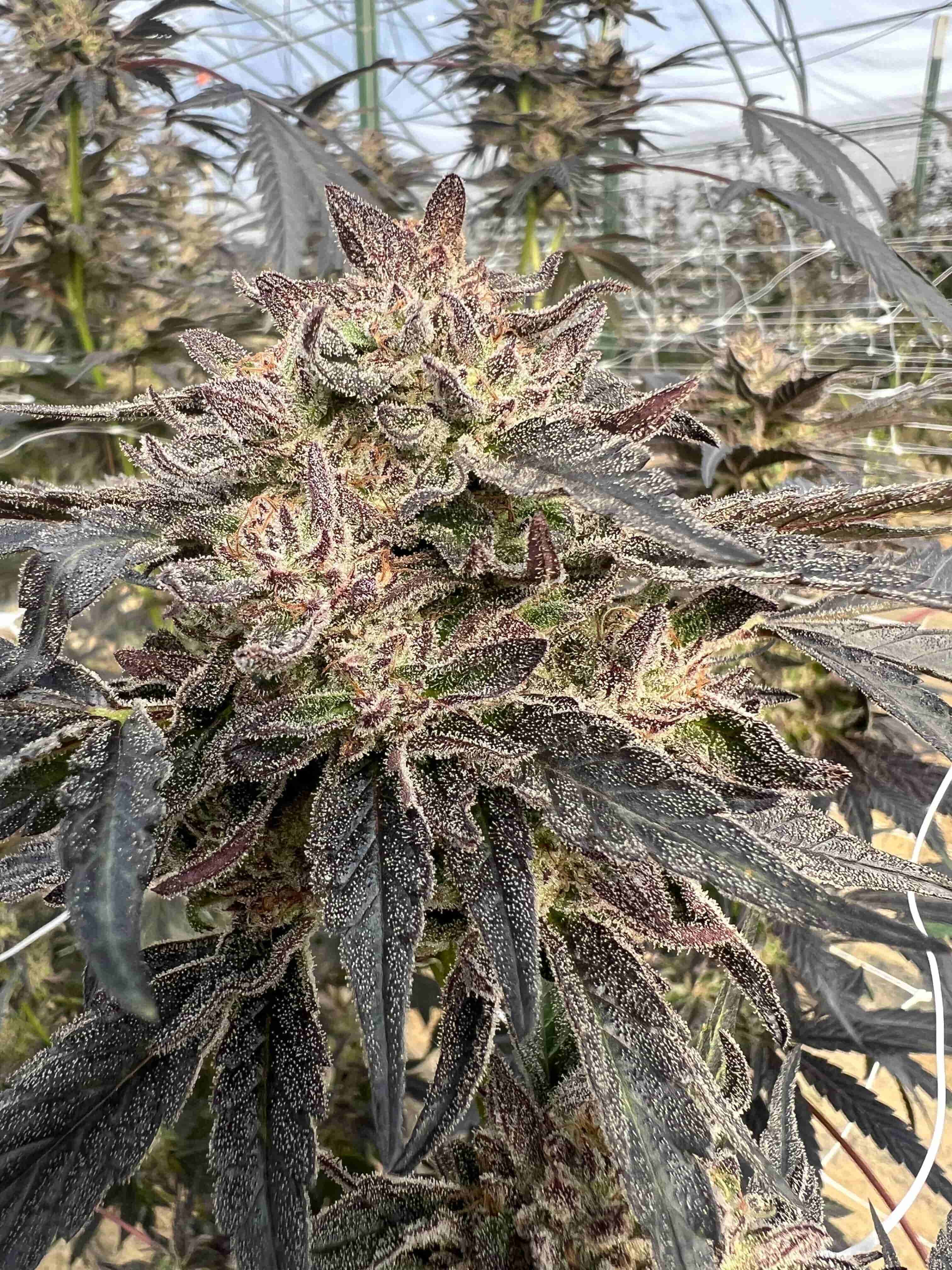 Razzmic Rainbow cannabis flower — Sunkissed Farm, Windsor, Vermont
