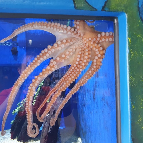 Ежедневные сеансы взаимодействия с осьминогом и кормления