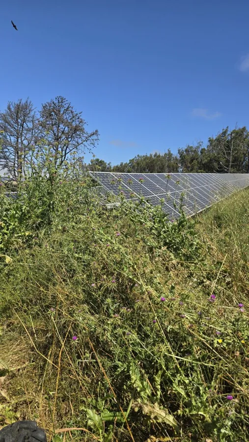Tall weeds growing in front of a ground-mount solar row (candidate photo)