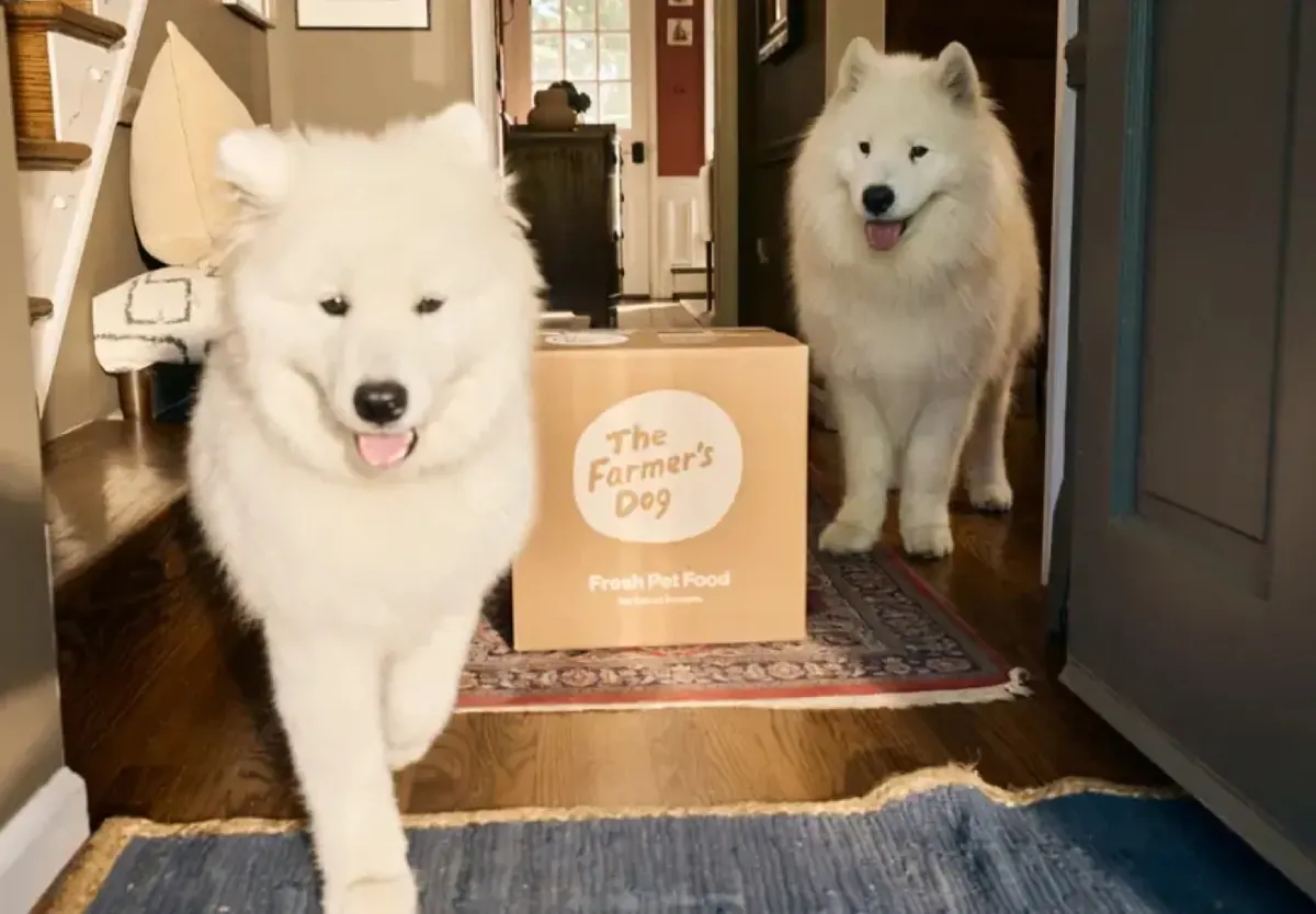 Two white dogs at the front door next to a delivery box