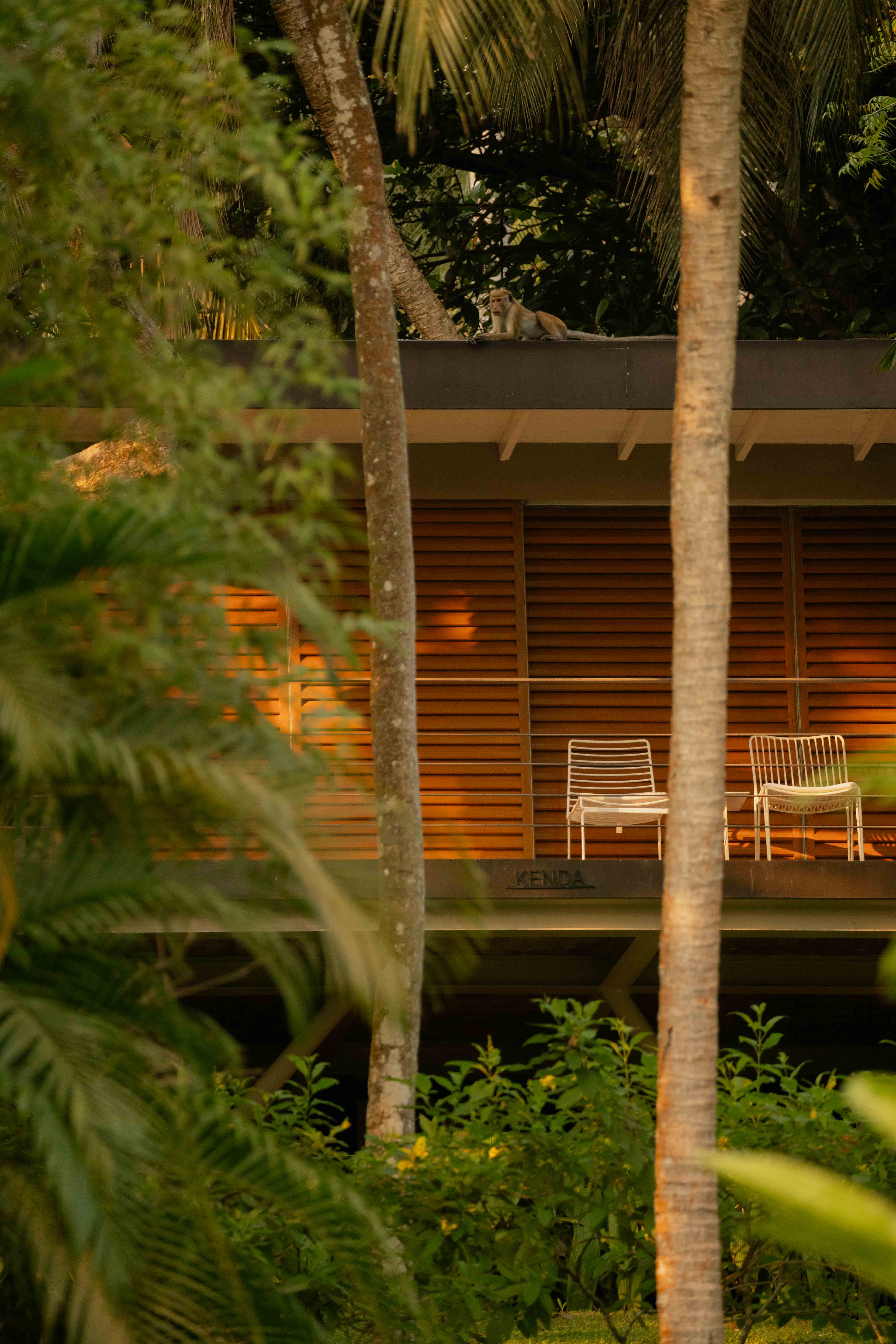 Tree house in the jungle 