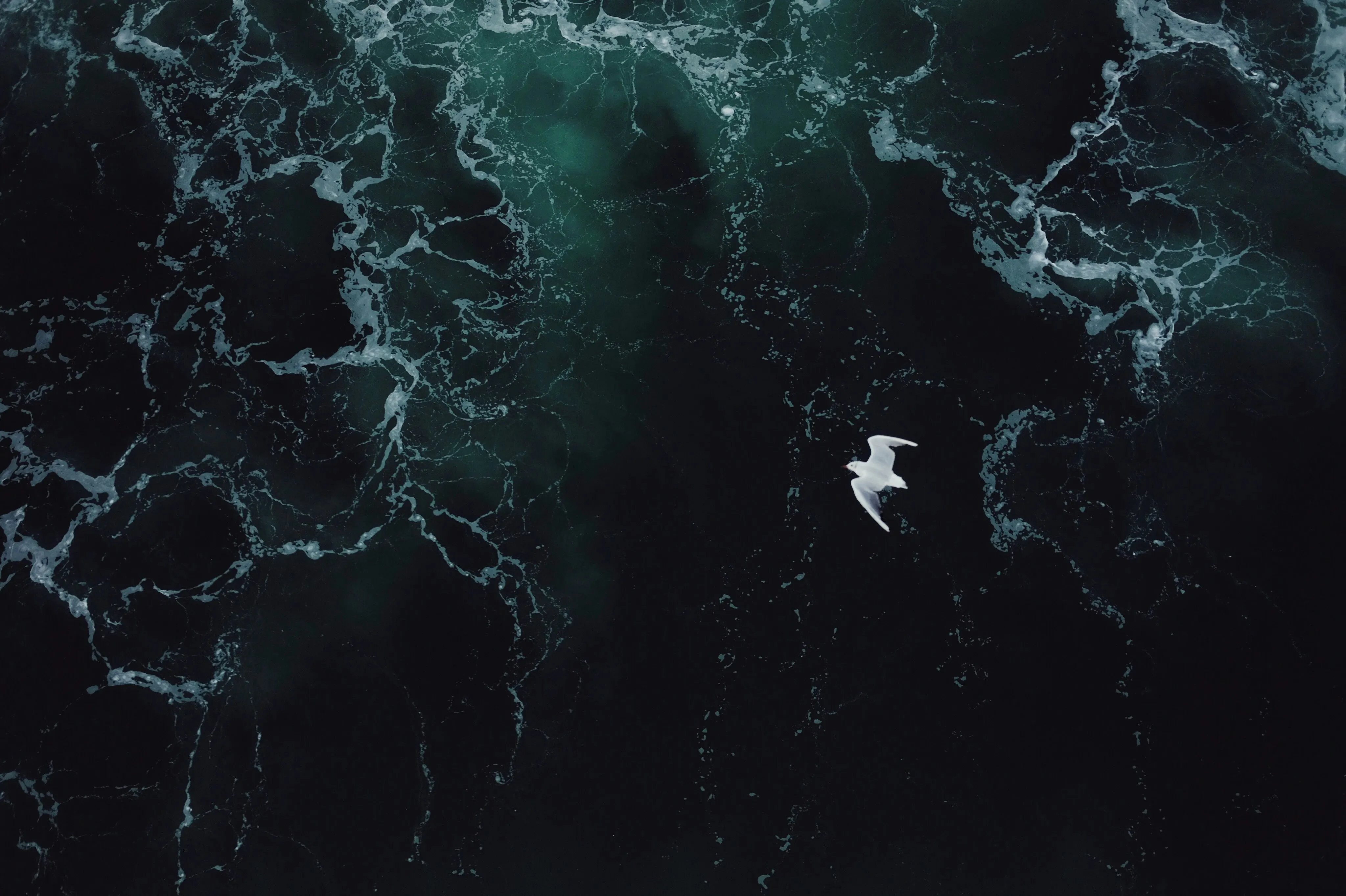 a white seagull flying above dark, churning ocean water. aerial view shows the bird in flight with foamy waves