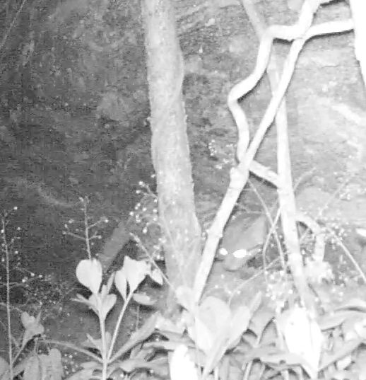 Registro noturno de armadilha fotográfica, em preto e branco, com troncos e plantas no sub-bosque da mata