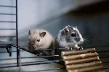 2 mice on a ladder in a cage
