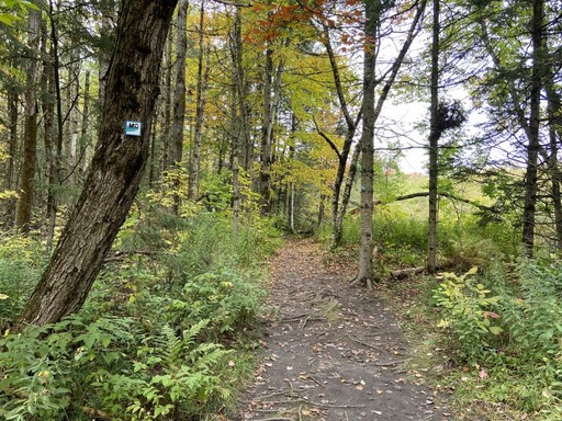 Sentier forestier verdoyant marqué d’un panneau de randonnée dans le parc Missisquoi-Nord.
