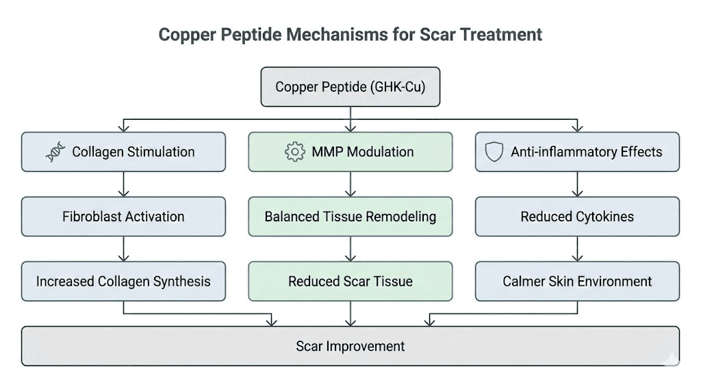 How copper peptides heal acne scars mechanism of action diagram