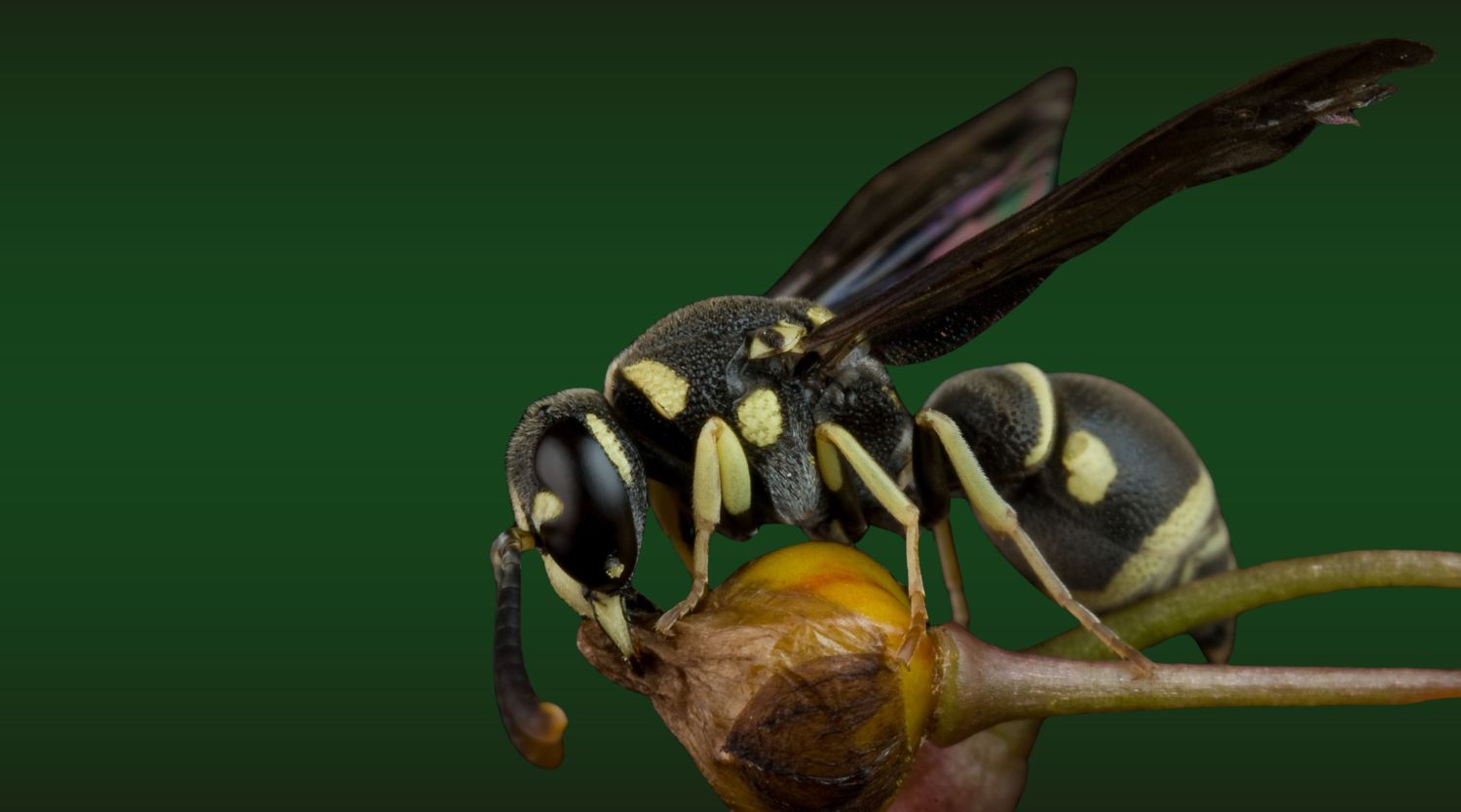 A detailed close-up of a black and yellow wasp resting on a plant bud.