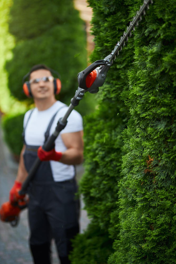 Hedge Trimming & Tree Care