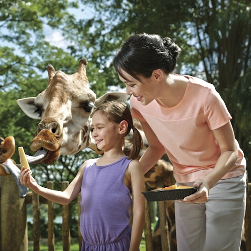 Dziecko i dorosły karmią żyrafę w zoo. Dziecko trzyma jedzenie, wyciągając je w stronę żyrafy, podczas gdy dorosły się uśmiecha. W tle widać drzewa.