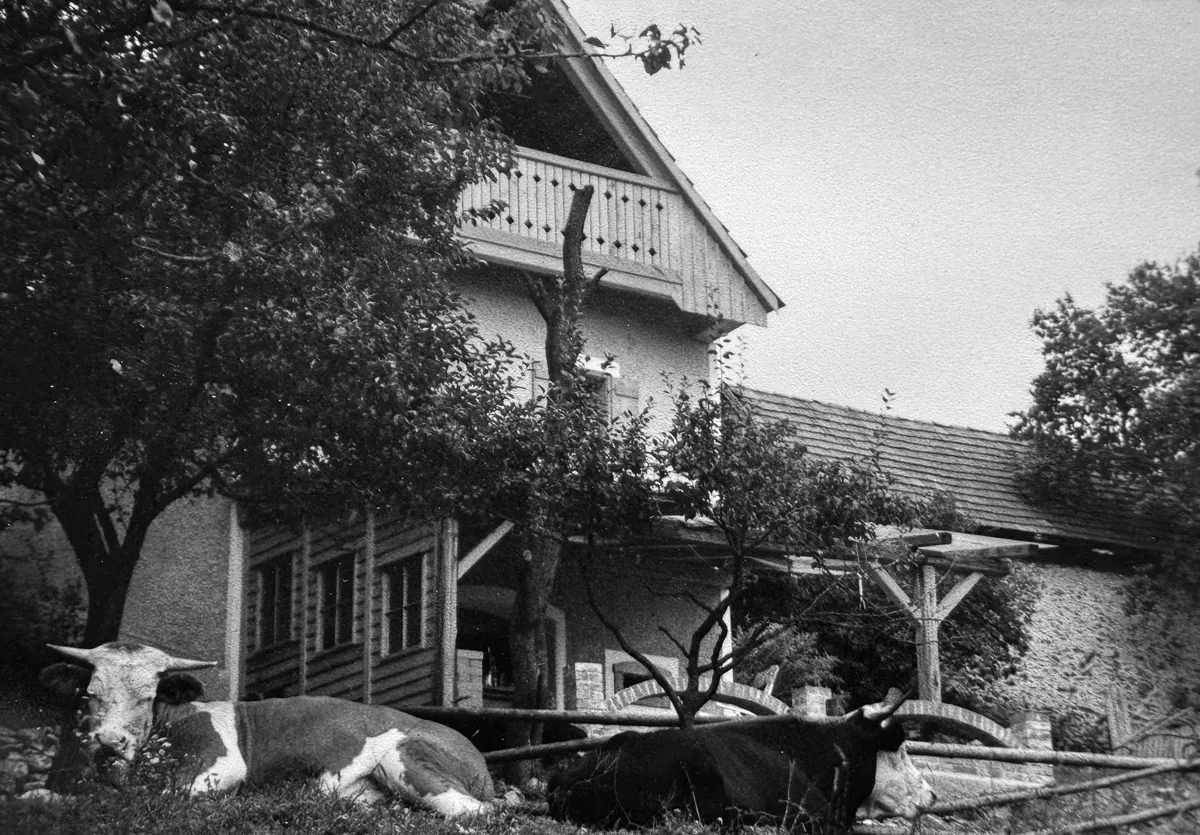 Historische Schwarzweiß-Aufnahme des alten Bauernhauses mit Holzbalkon, davor liegende Kühe im Gras.