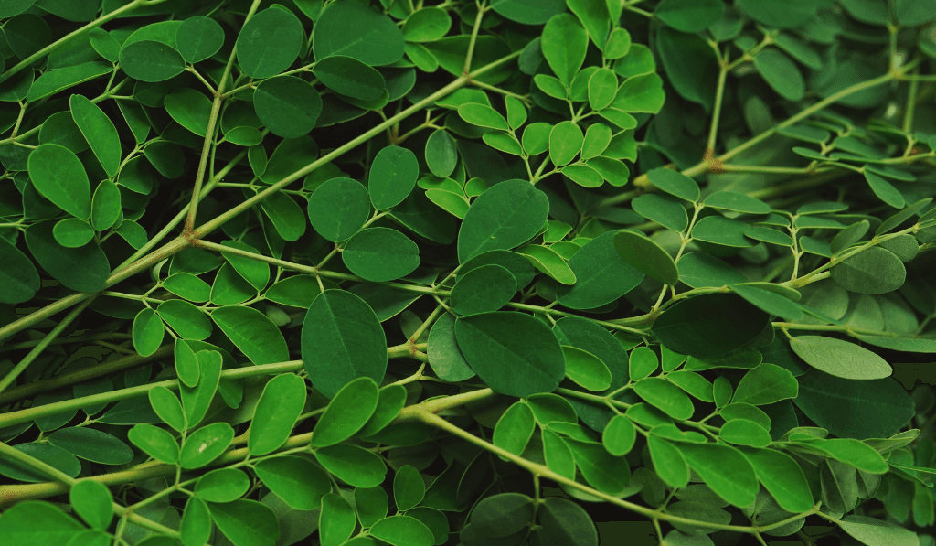 Image of Ashwagandha Root With a Product Bottle Behind