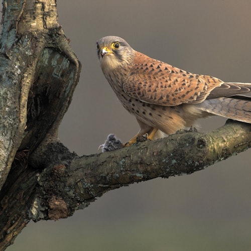 A bird of prey with brown-speckled feathers perched on a tree branch, gripping a small prey.