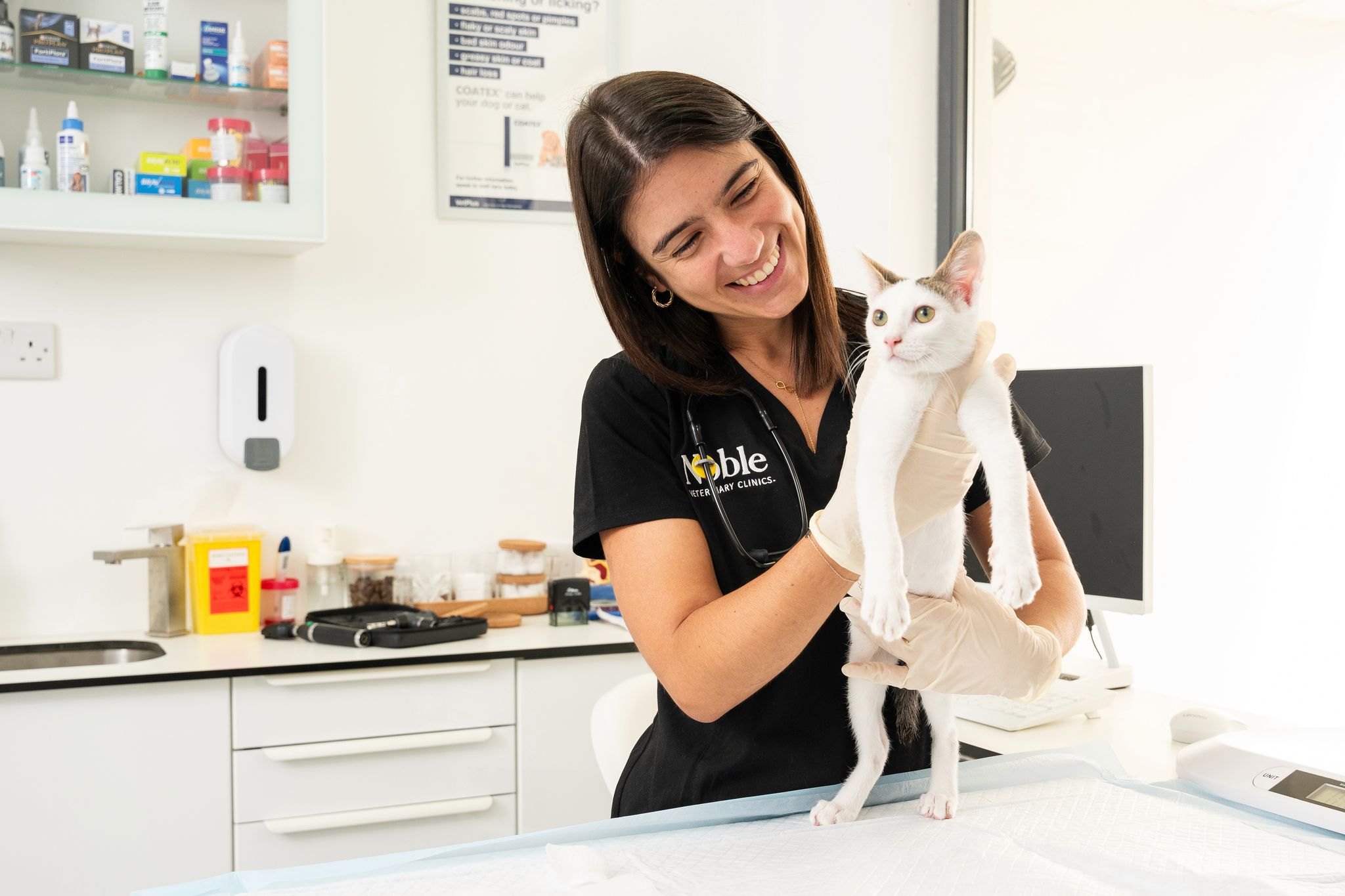 Symptoms of High-Rise Syndrome in Cats