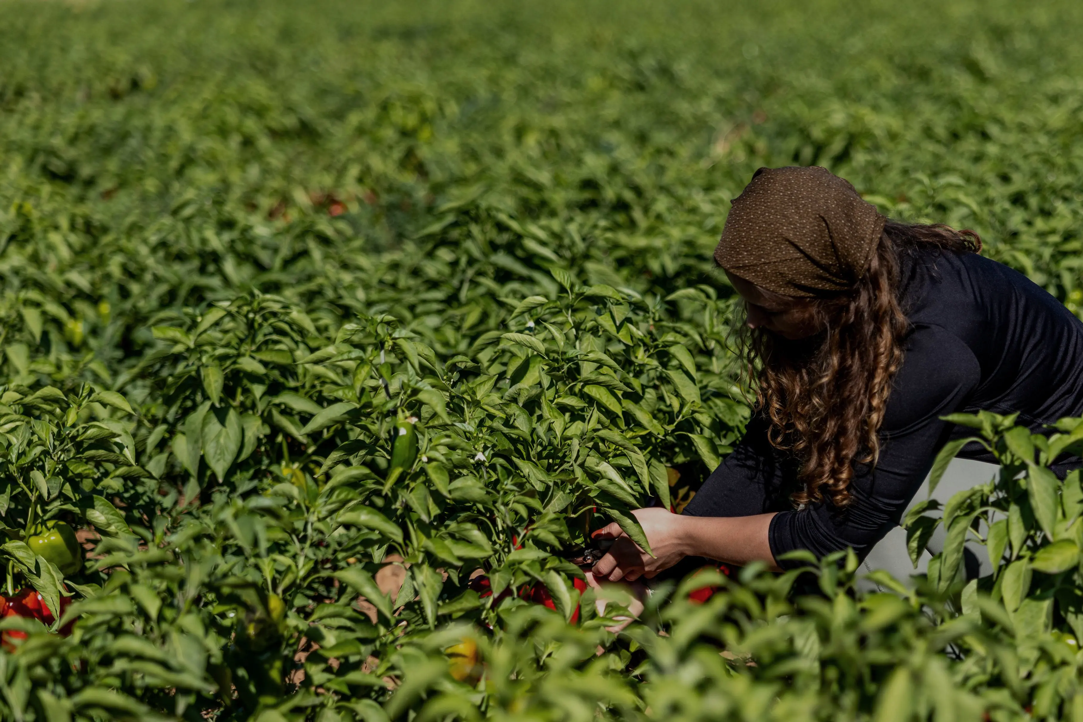 Mujer joven recolectando pimientos de El Bierzo en el campo para productos autóctonos de La Bercianita