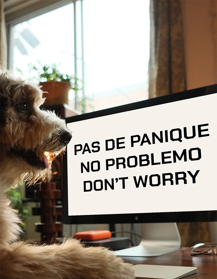 Chien assis devant un écran affichant le message « Pas de panique, no problemo, don’t worry »