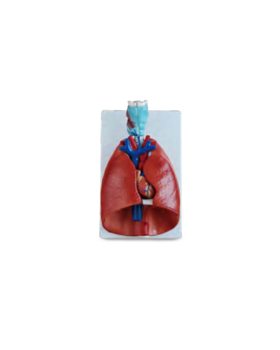 Larynx, Heart and Lung Model