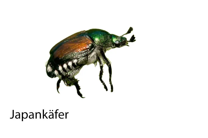 Japankäfer: Bekämpfungsmaßnahmen & Entwicklungen 2024