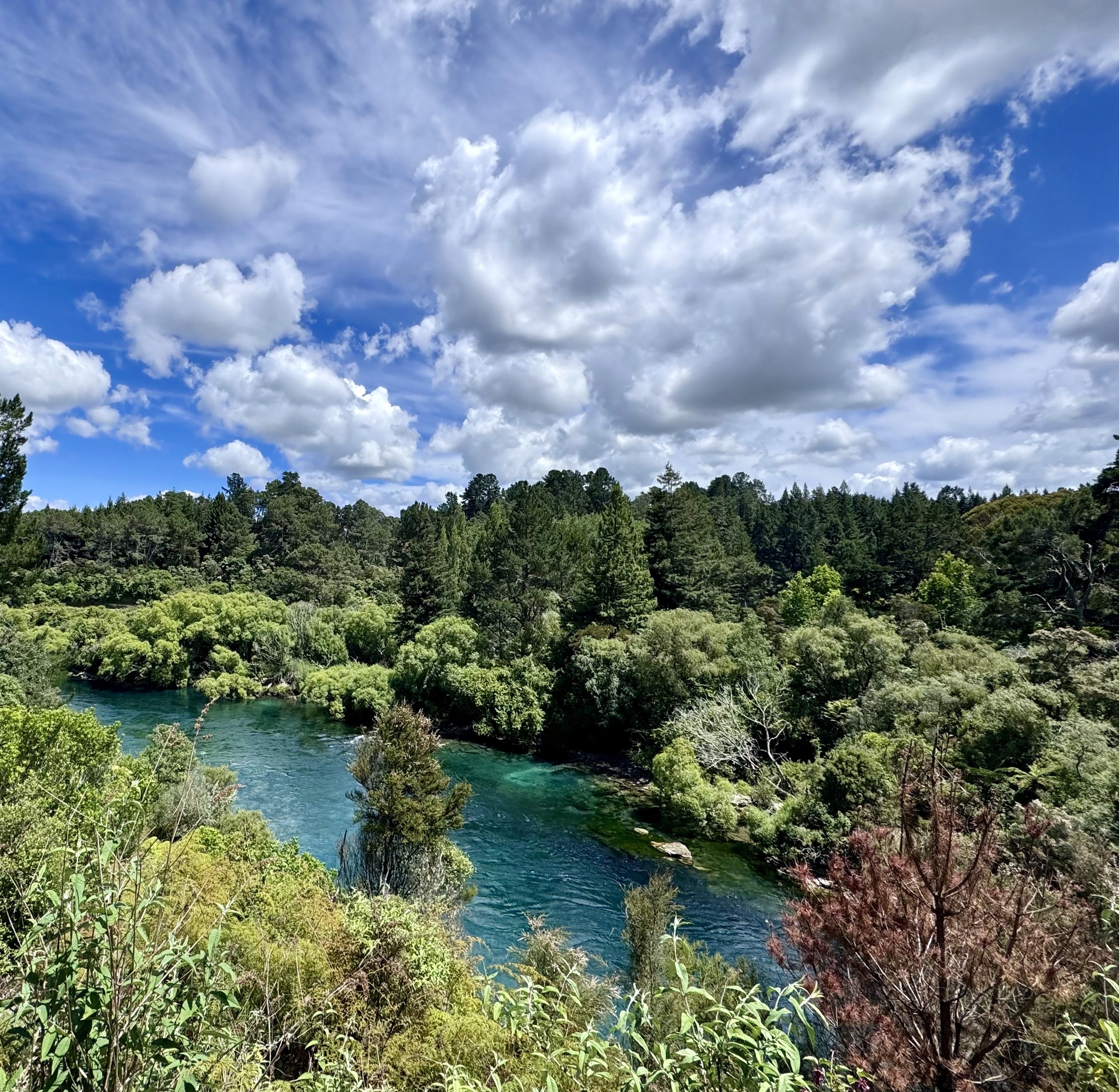Waikato River flowing in the lush green landscape of Taupo