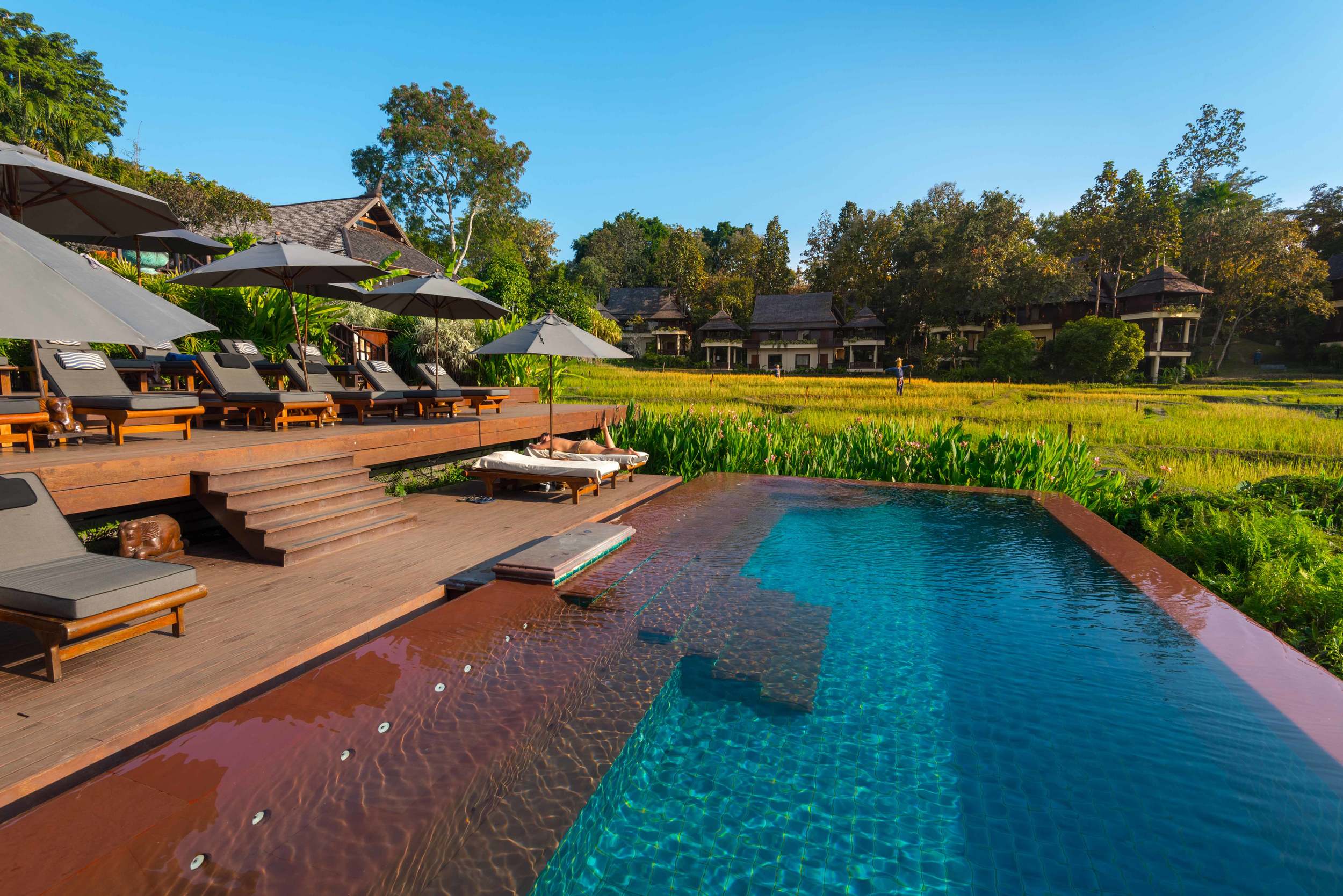 A luxury resort pool with wooden decking and lounge chairs overlooks a vibrant green rice paddy under a clear blue sky.