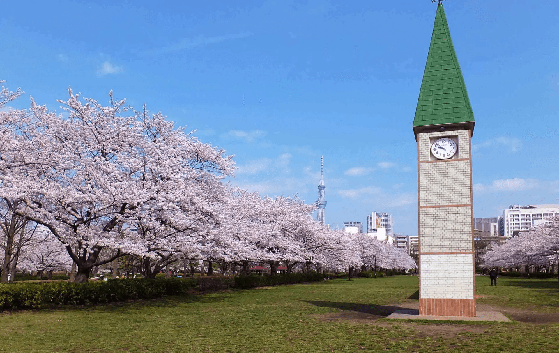 Row of sakura trees at Sarue Park