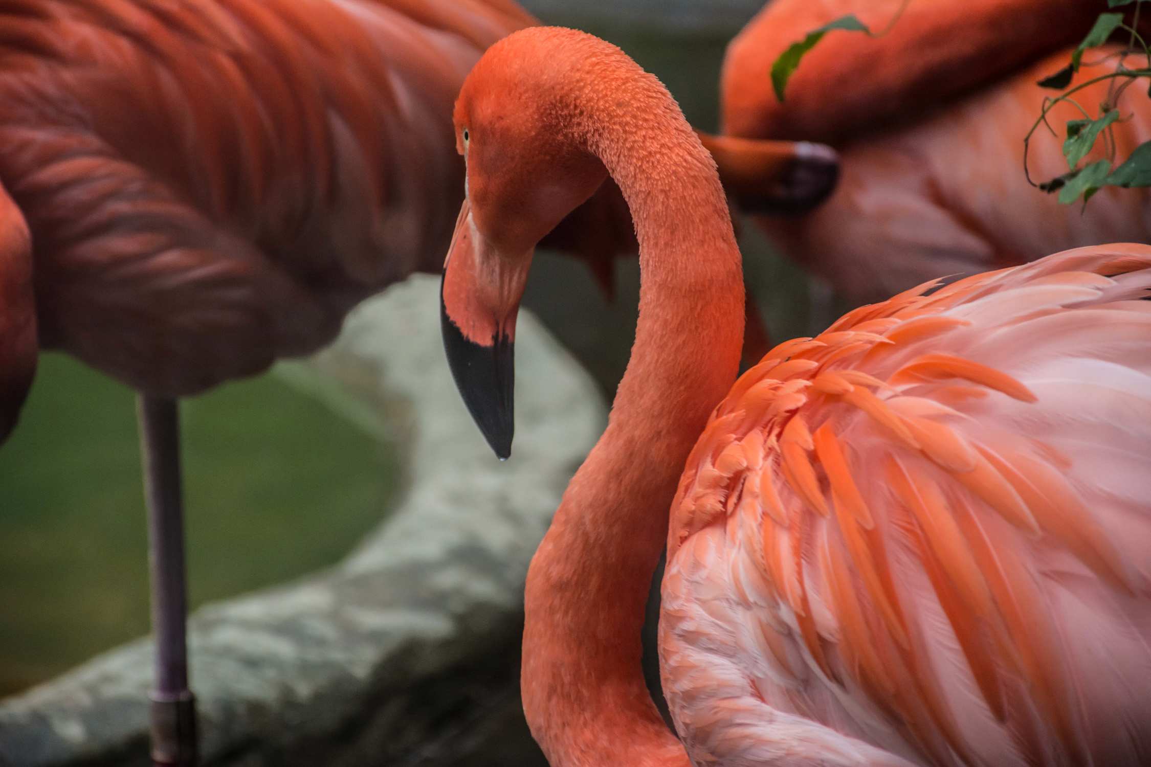 Several pink and orange flamingos standing in shallow water near a stone edge.