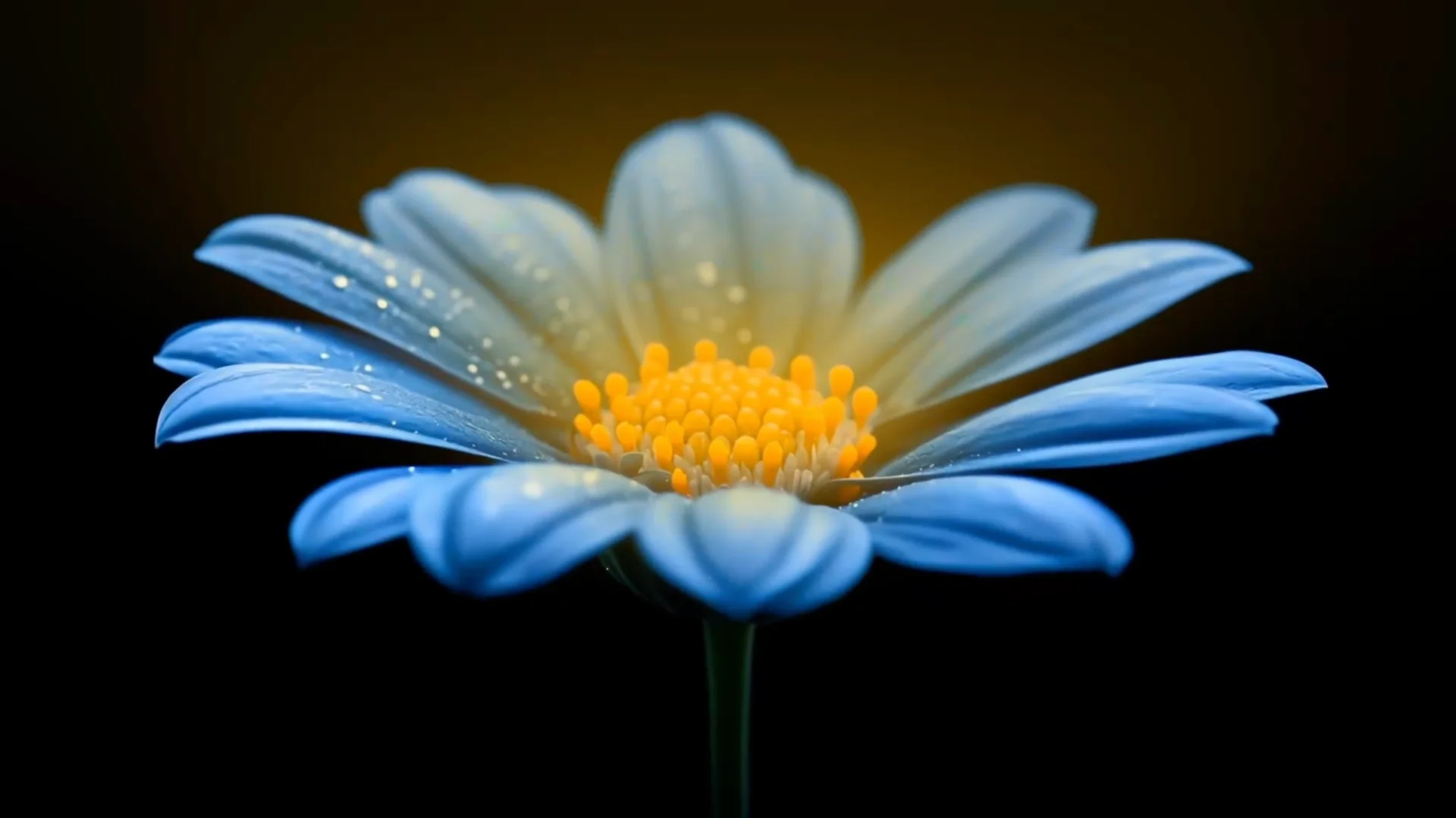 Animara Studios - Video Animation Production