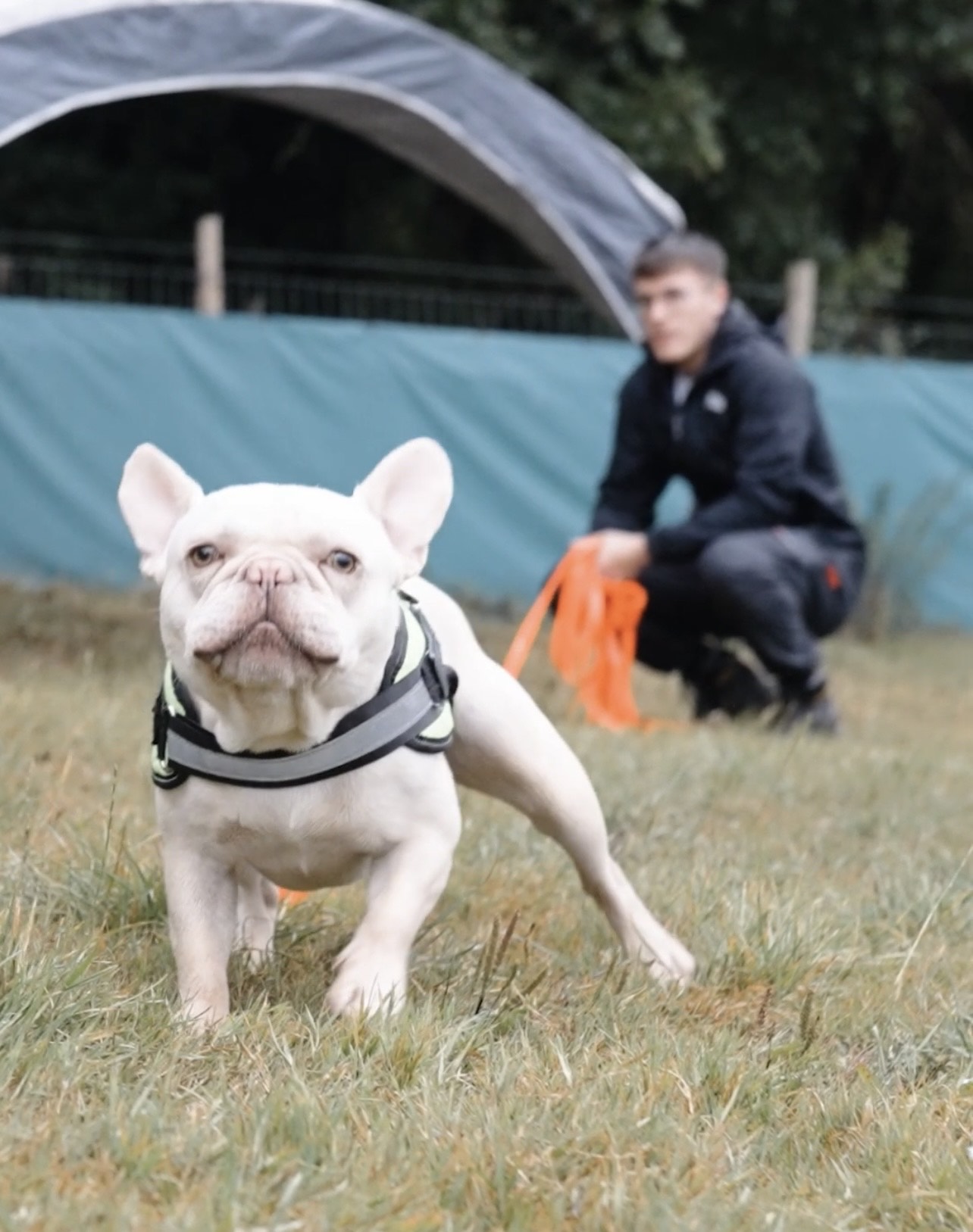 A playful dog running toward the camera, with a person crouching in the background in a grassy area.